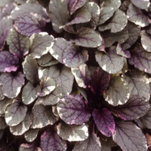 'Burgundy Glow' Bugleweed