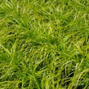 Carex Everillo