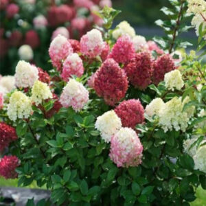 'Little Lime Punch' Hydrangea