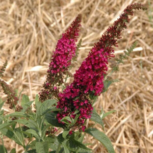 'Miss Molly' Butterfly Bush