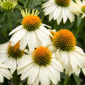 White Coneflower