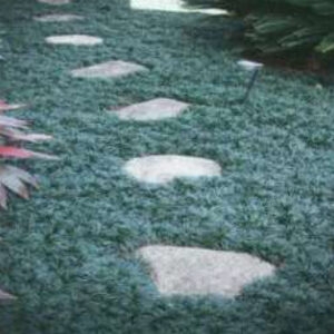 Dwarf Mondo Grass + 8 stone steps inbetween grass