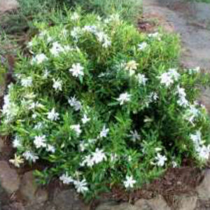 Frost Proof Gardenia