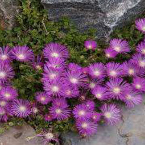 Ice Plant