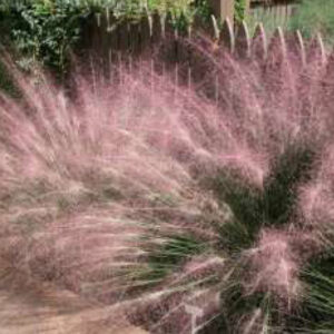 Pink Muhly Grass - Section 6 O