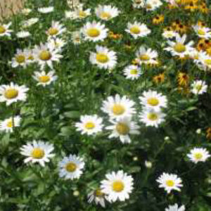 Ryan's White Daisy