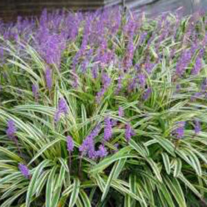Variegated liriope - Section 2 I
