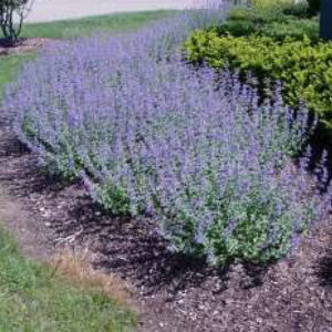 Walkers Low Catmint - Section 2 F